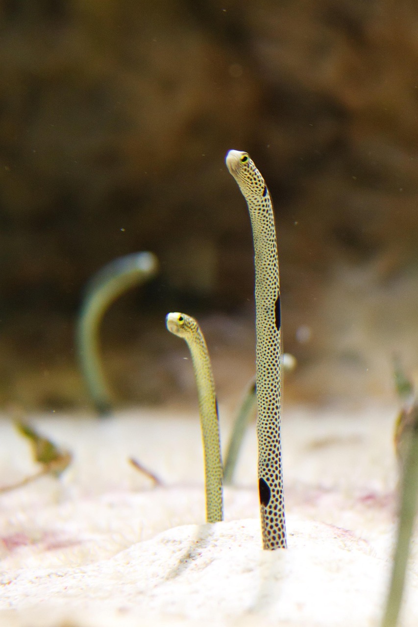 “生物进化论的证据是什么？” 生物进化论的直接证据？