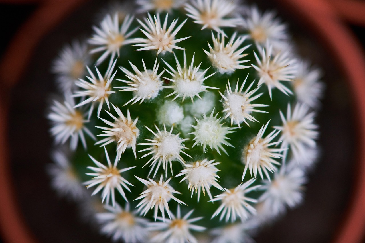 【花卉室内观叶植物有哪些/室内观叶植物种类】