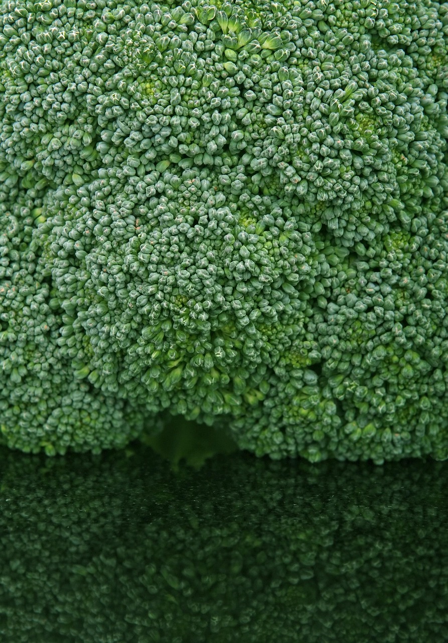 怎样养好昙花?,昙花怎么养昙花的养殖方法 怎样养好昙花?,昙花怎么养昙花的养殖方法