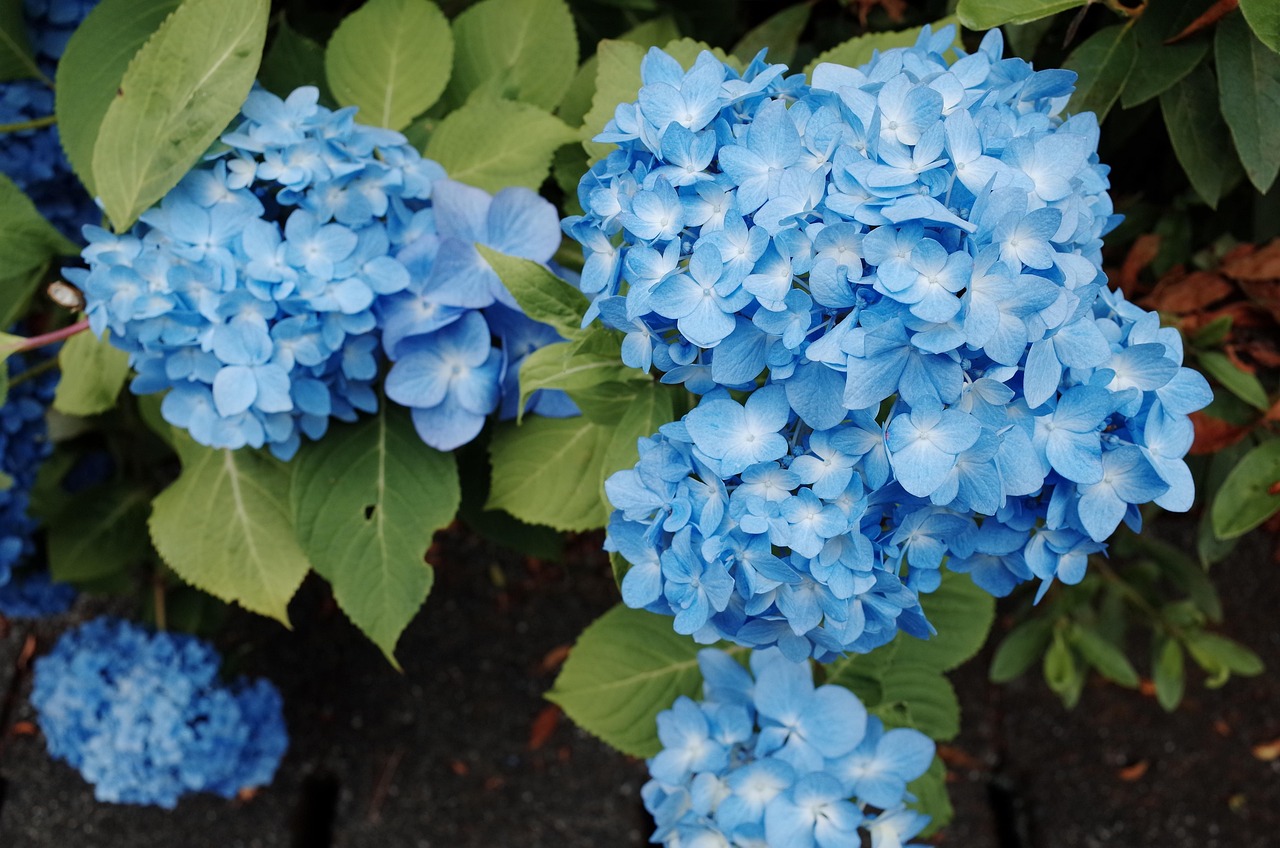 各种花的花语和含义〃各种花的花语和含义图片