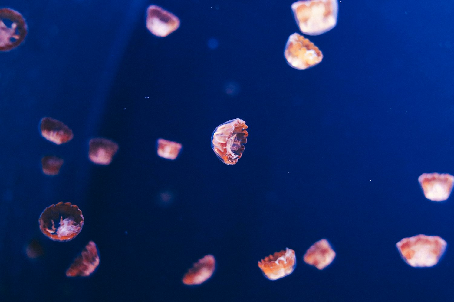 为什么水母会发光-这种生物是长在淡水里的还是海洋里的?-水母为什么会发出不同的光 为什么水母会发光-这种生物是长在淡水里的还是海洋里的?-水母为什么会发出不同的光