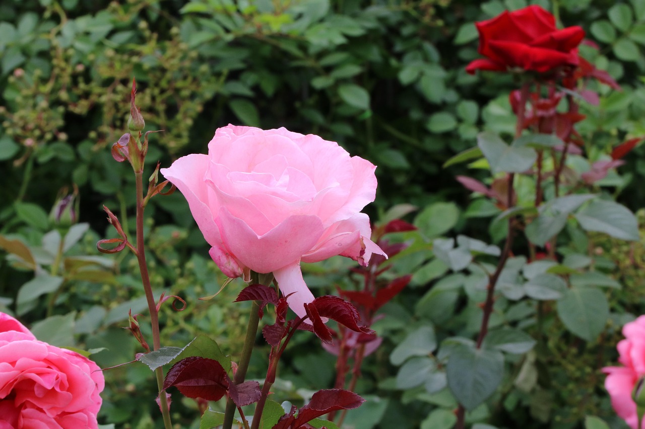 「世界上有毒的而美丽的花排名	。」〃世界上最漂亮又有毒的花