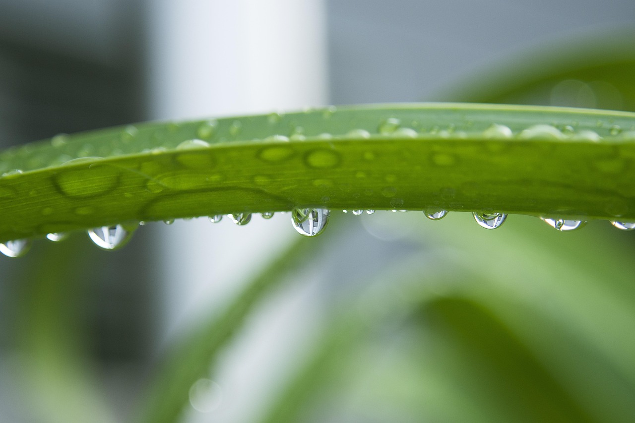 【生物圈有哪些绿色植物/生物圈的绿色植物有几种】 【生物圈有哪些绿色植物/生物圈的绿色植物有几种】