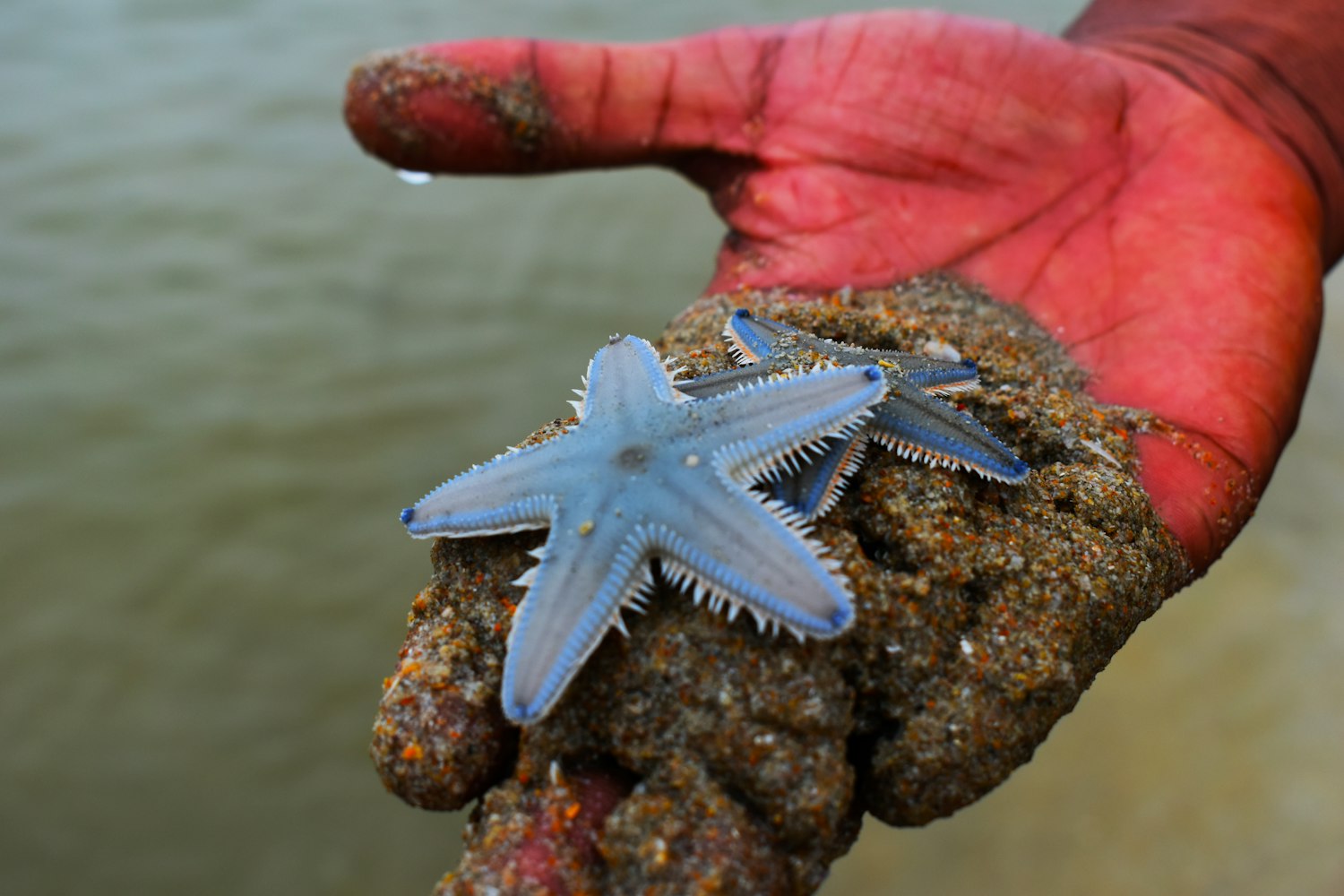 「海底前十神秘生物」〃海底神秘的动物