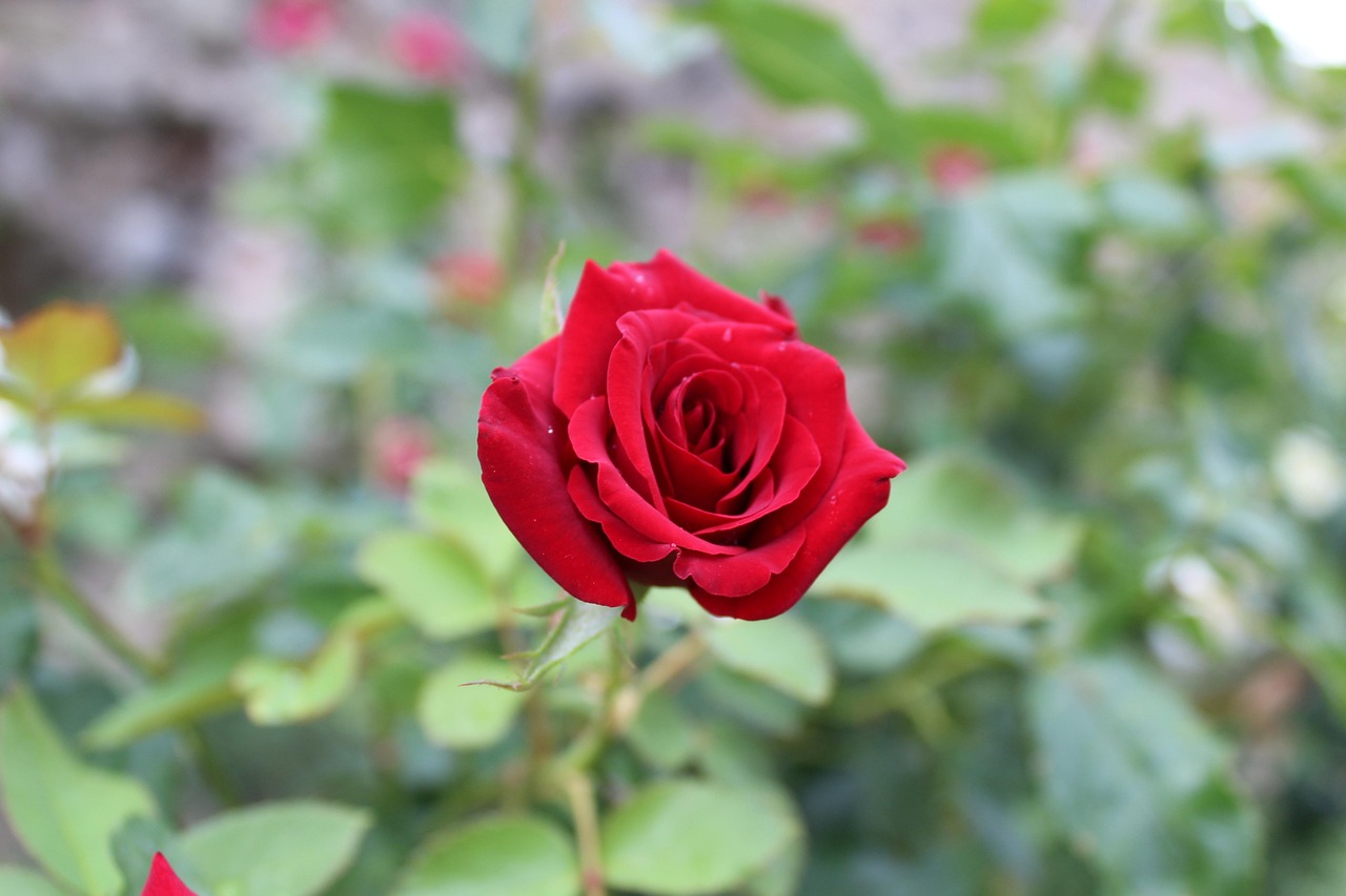 玫瑰花的花语︰(红玫瑰花的花语) 玫瑰花的花语︰(红玫瑰花的花语)