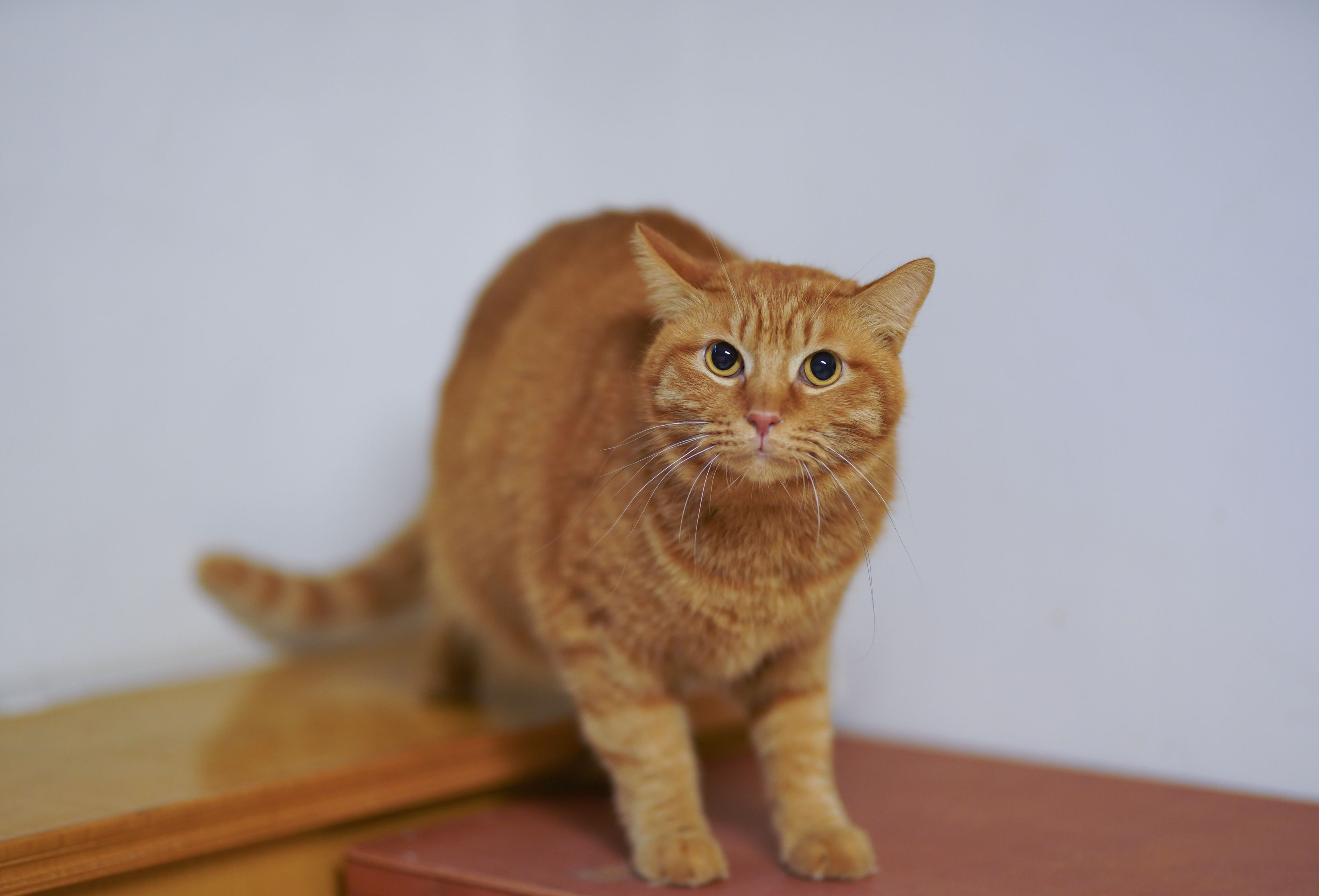 怎样让猫开心,如何让猫咪心情愉悦 怎样让猫开心,如何让猫咪心情愉悦
