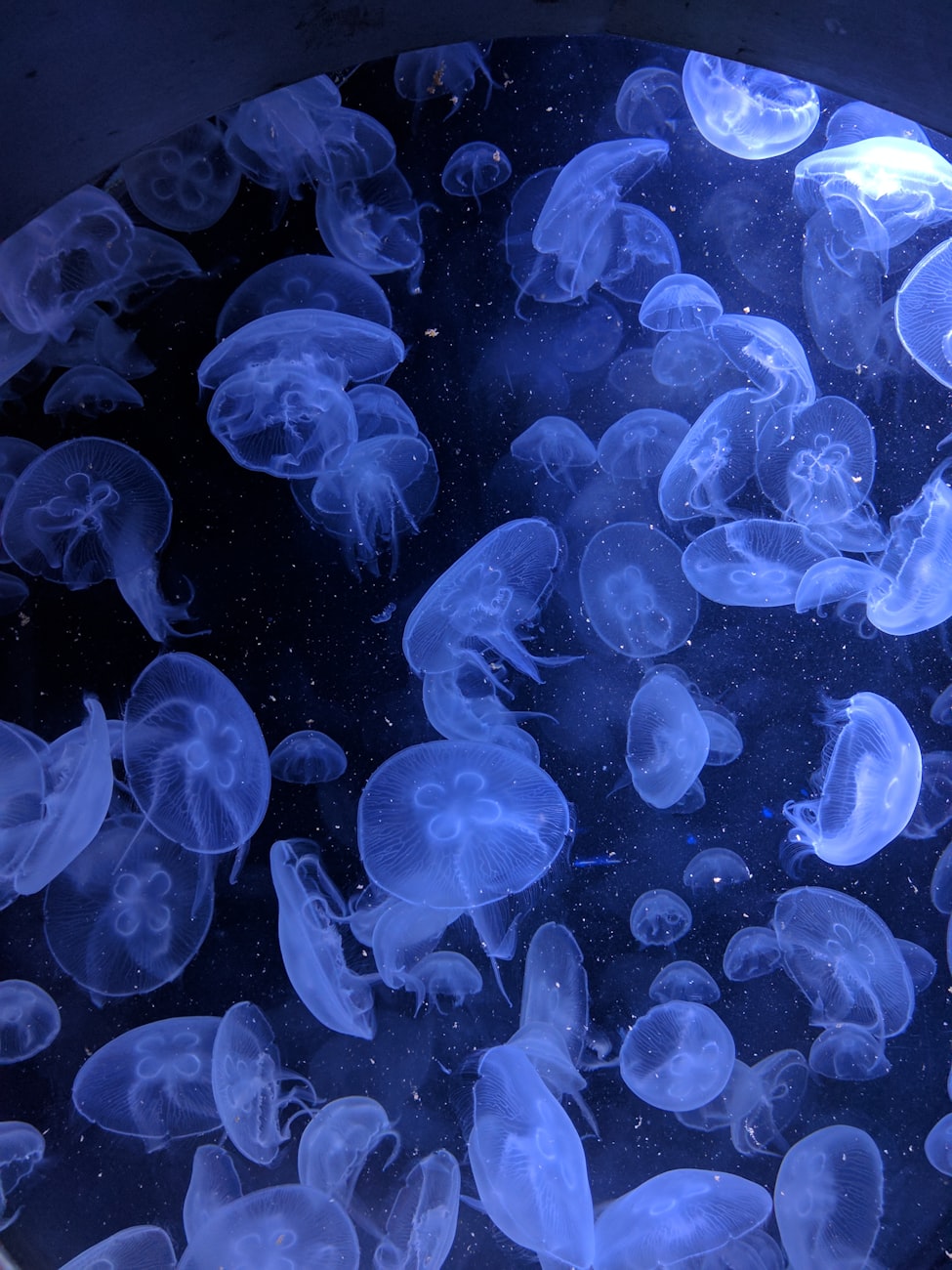 “深海有什么异类生物” 深海有什么异类生物可以捕捉？