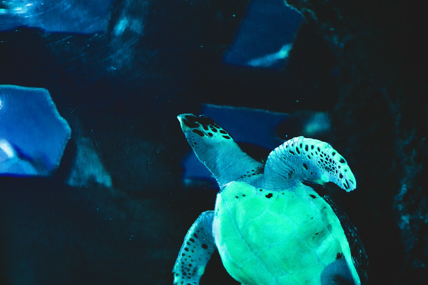 “深海有什么异类生物	” 深海有什么异类生物可以捕捉？