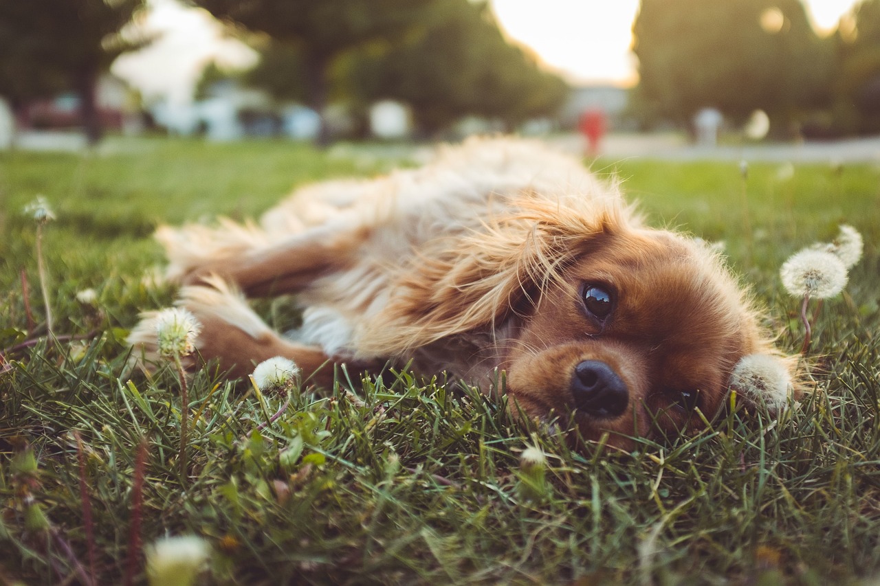 「狗咬了多久打狂犬疫苗有效」〃狗咬了多长时间打狂犬疫苗有效