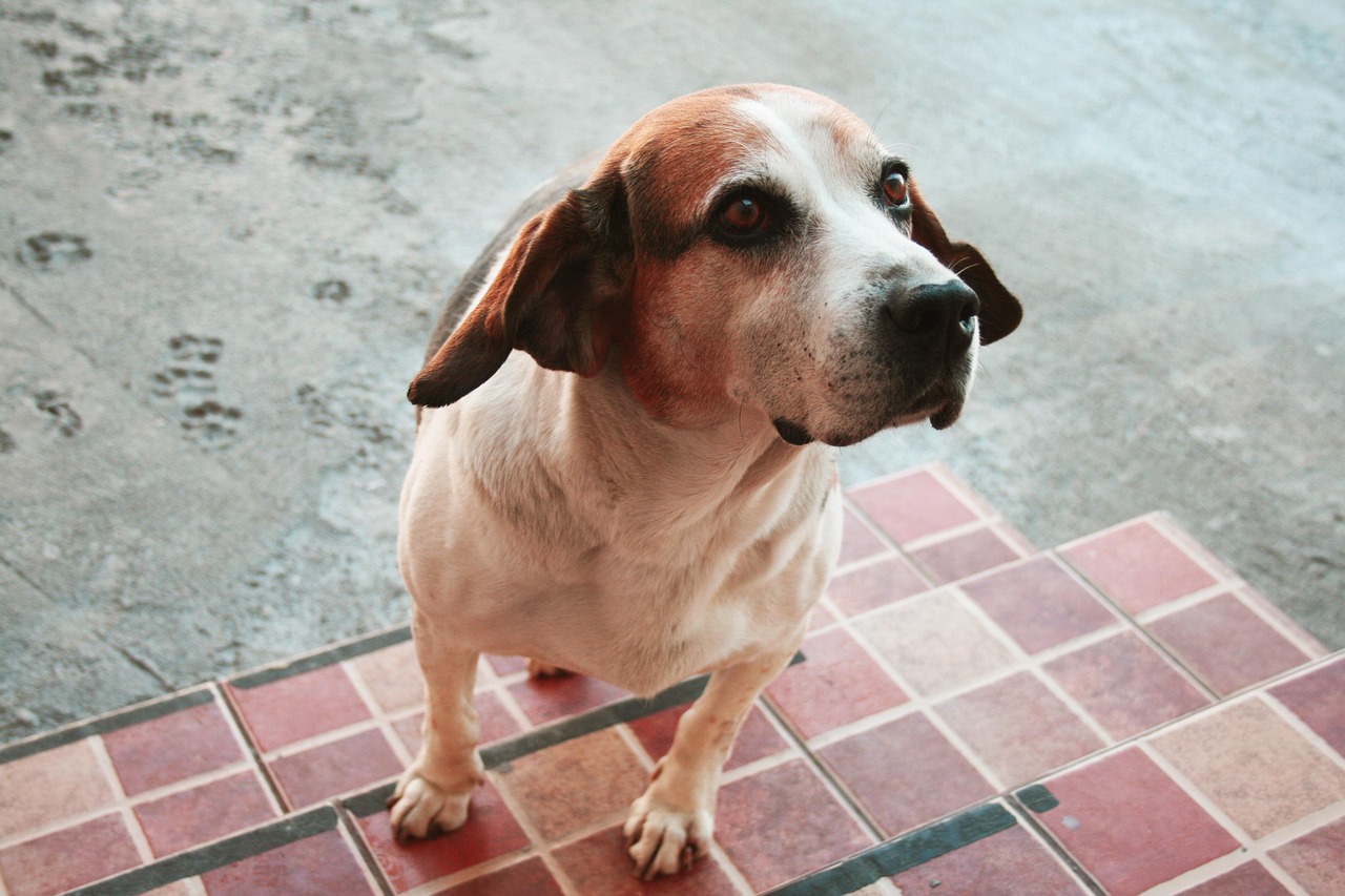 「狗咬了多久打狂犬疫苗有效」〃狗咬了多长时间打狂犬疫苗有效 「狗咬了多久打狂犬疫苗有效」〃狗咬了多长时间打狂犬疫苗有效