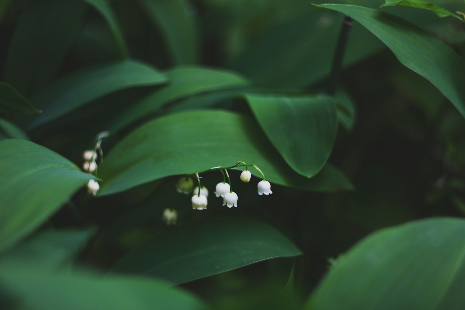 昙花一瞬间的美.昙花一瞬间什么意思 昙花一瞬间的美.昙花一瞬间什么意思