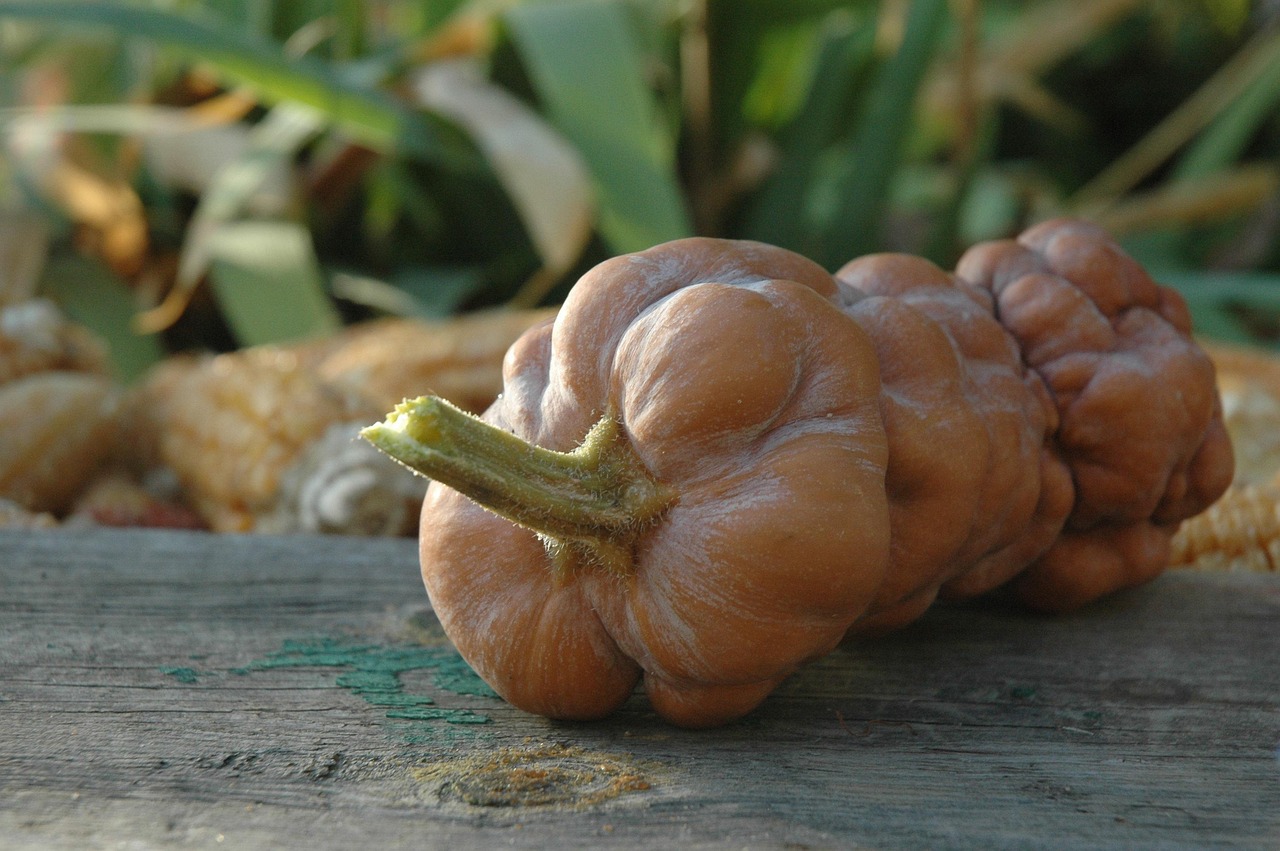 万年青蔬菜的营养价值,万年青蔬菜图片 万年青蔬菜的营养价值,万年青蔬菜图片