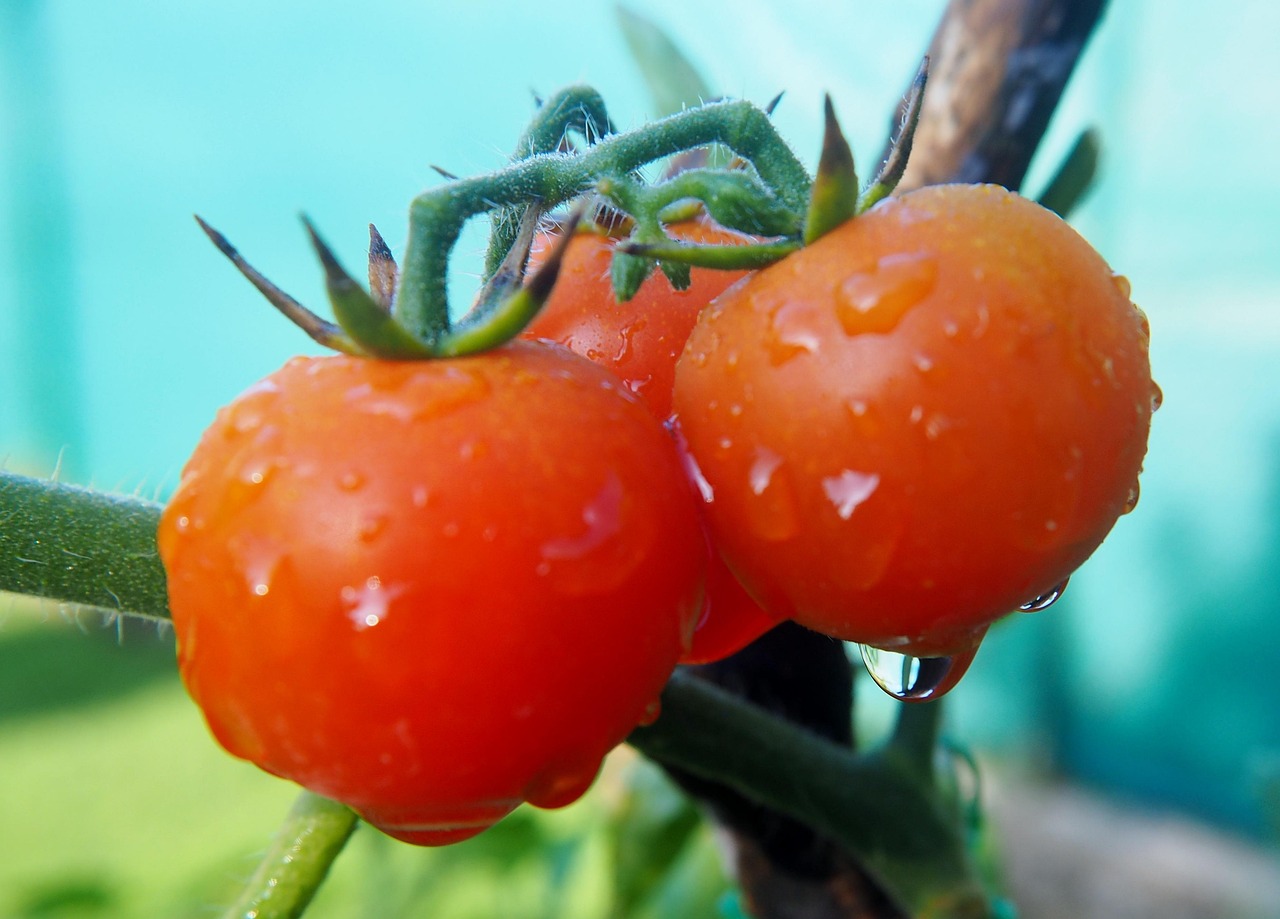 水仙花的种植步骤345〃水仙花的养殖过程 水仙花的种植步骤345〃水仙花的养殖过程