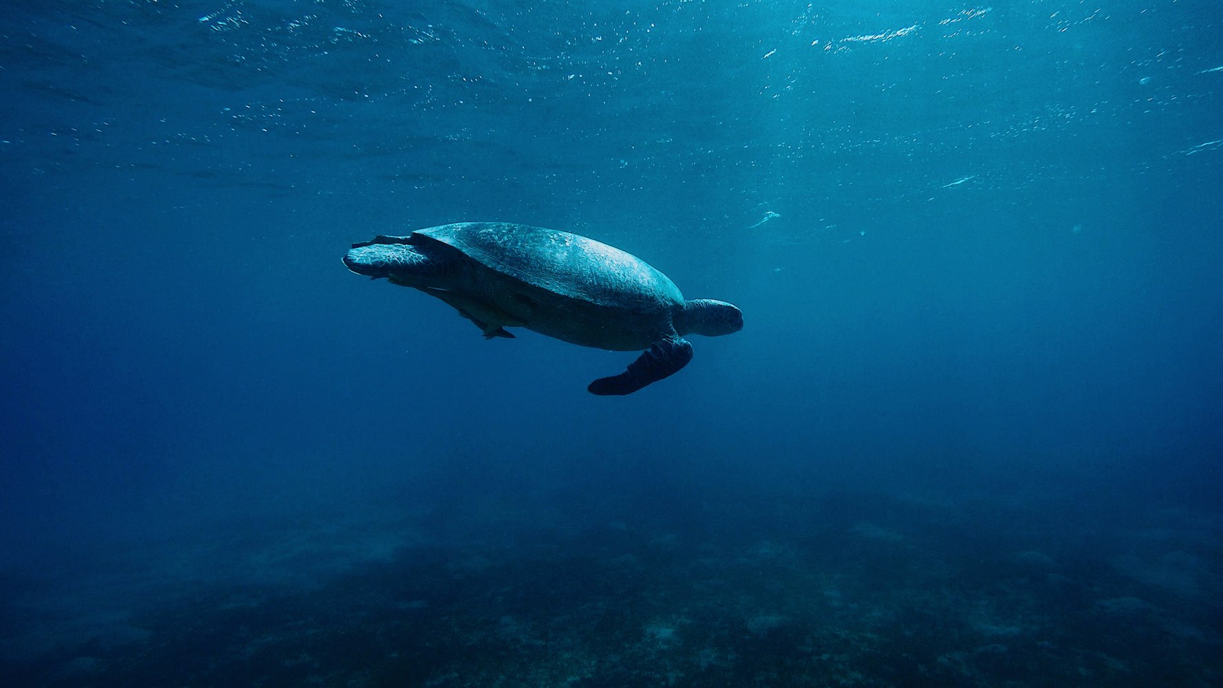 海洋生物的名字.海洋生物的名字百科全书 海洋生物的名字.海洋生物的名字百科全书