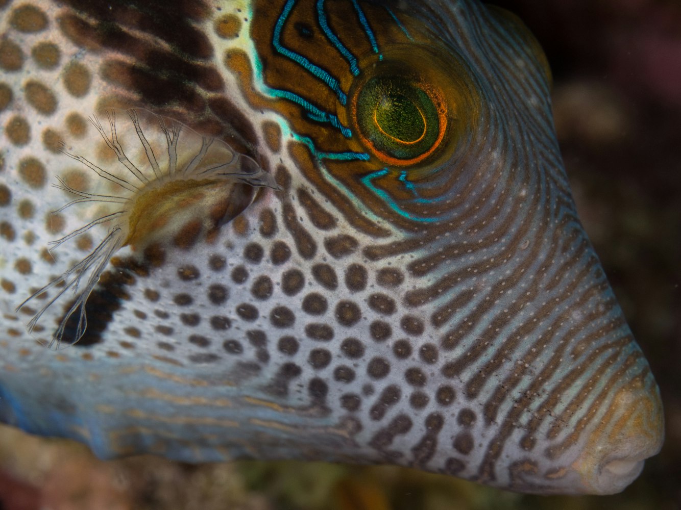 海洋生物的名字.海洋生物的名字百科全书 海洋生物的名字.海洋生物的名字百科全书