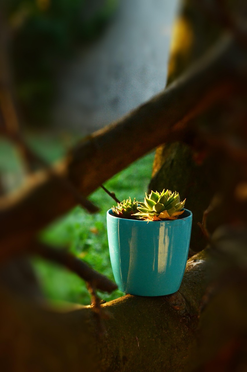「有趣的植物有哪些(十种植物有趣的自然现象)」〃有趣的植物手抄报 「有趣的植物有哪些(十种植物有趣的自然现象)」〃有趣的植物手抄报