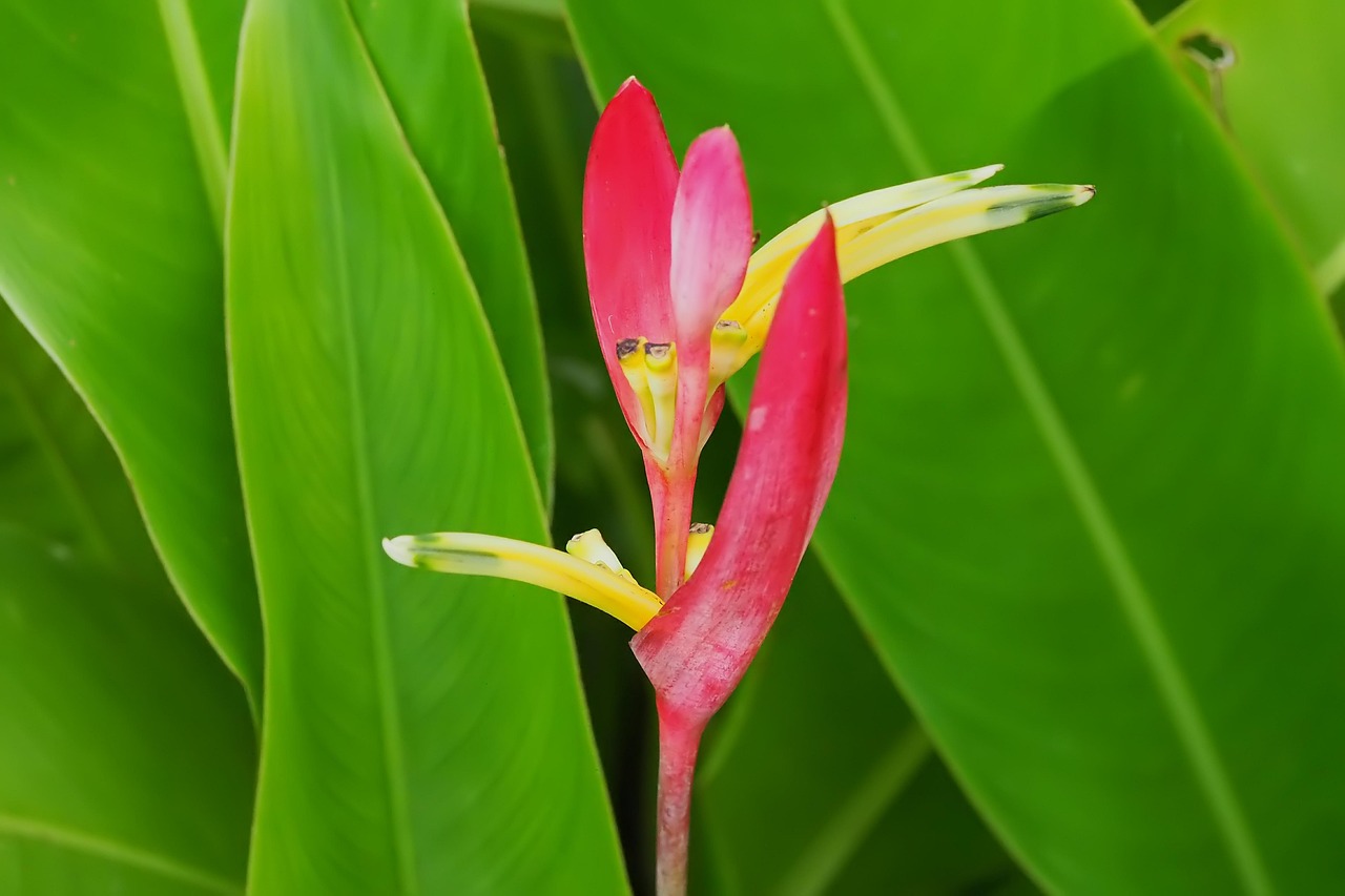 怎样做叶子(花瓣)标本,叶片做花步骤图解大全 怎样做叶子(花瓣)标本,叶片做花步骤图解大全