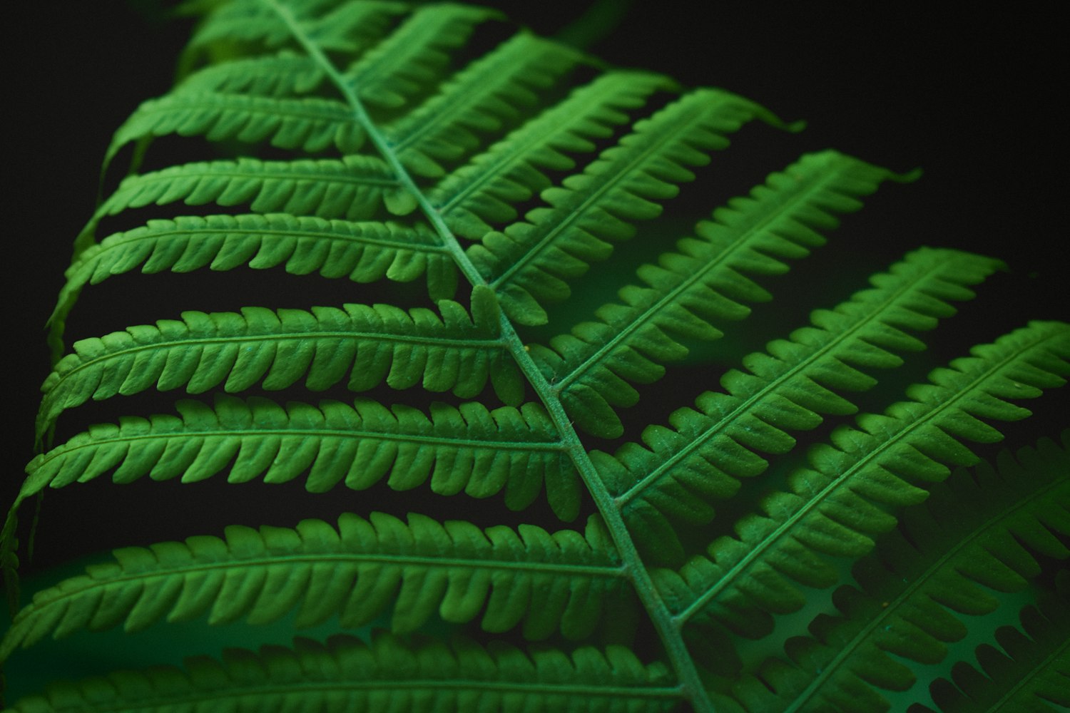 植物各类群的主要特征是什么--植物种群的基本特征有哪些 植物各类群的主要特征是什么--植物种群的基本特征有哪些