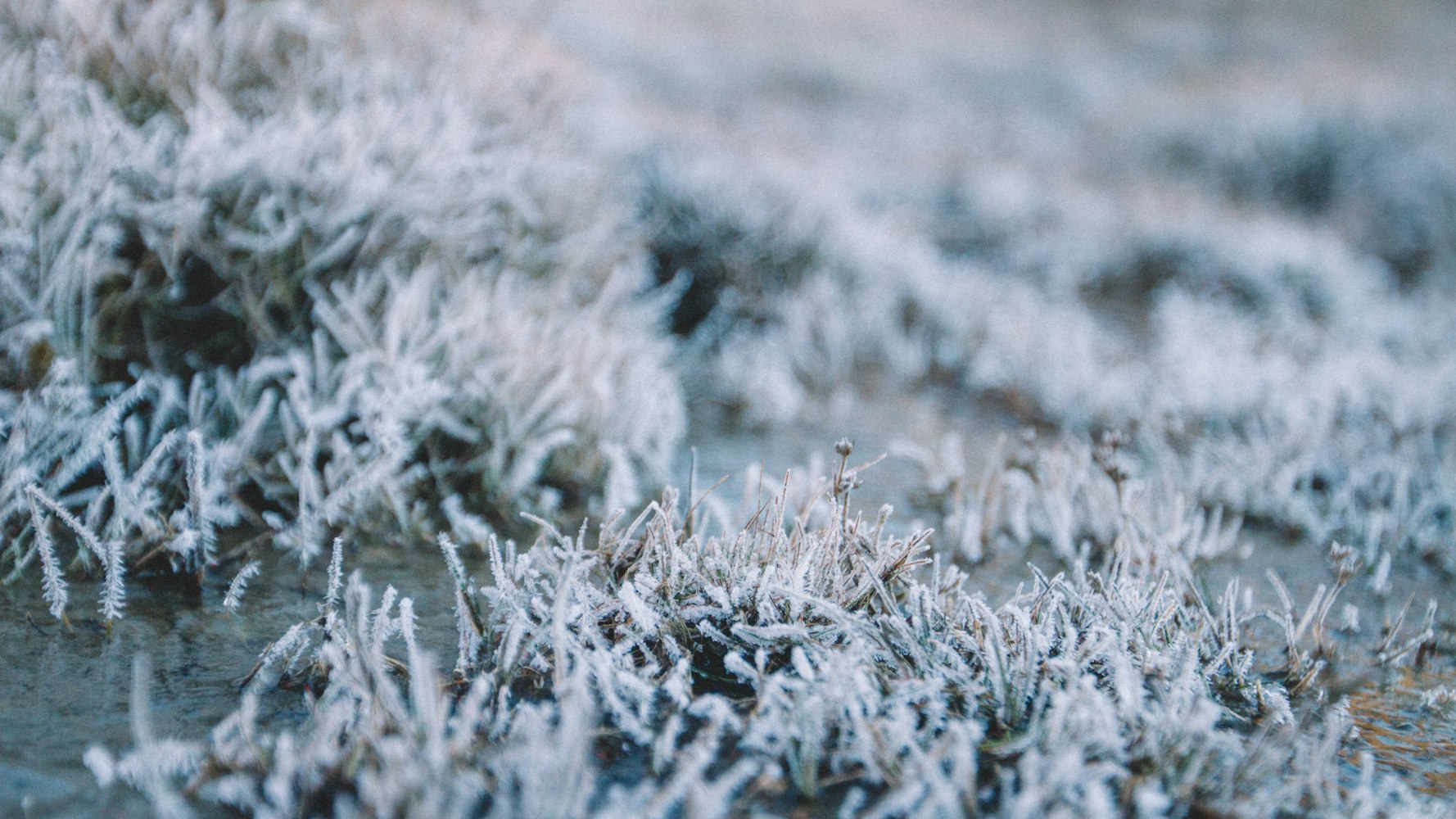 粉红雪山的花语是什么?〃粉红雪山是玫瑰吗 粉红雪山的花语是什么?〃粉红雪山是玫瑰吗