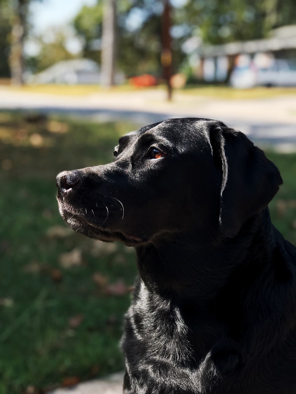 世界优秀猎犬排名前十-世界级猎犬品种有哪些 世界优秀猎犬排名前十-世界级猎犬品种有哪些