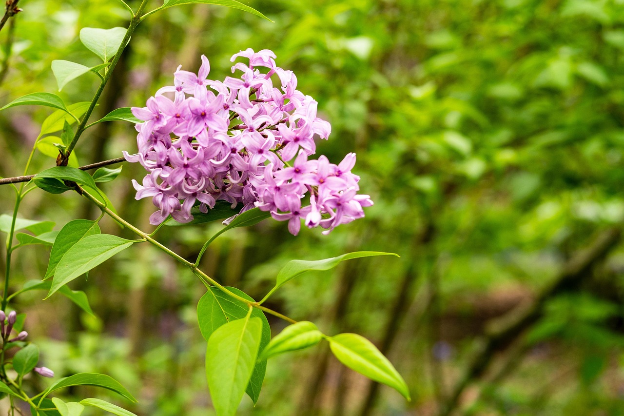 丁香花的资料?〃丁香花的资料介绍 丁香花的资料?〃丁香花的资料介绍