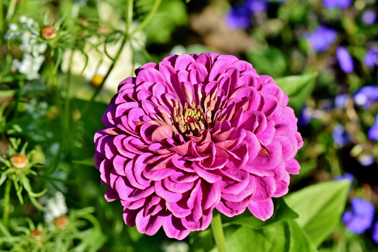 “花材的分类” 常见花材？