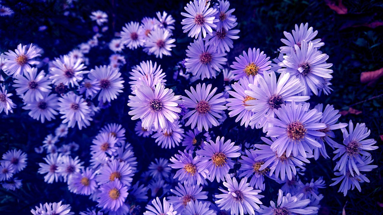 昙花一现的唯美句子关于昙花一现的句子︰(昙花一现的经典句子) 昙花一现的唯美句子关于昙花一现的句子︰(昙花一现的经典句子)