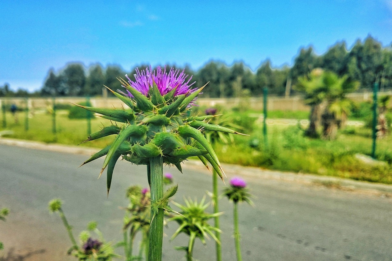 求植物的学名〃植物的种名和学名 求植物的学名〃植物的种名和学名