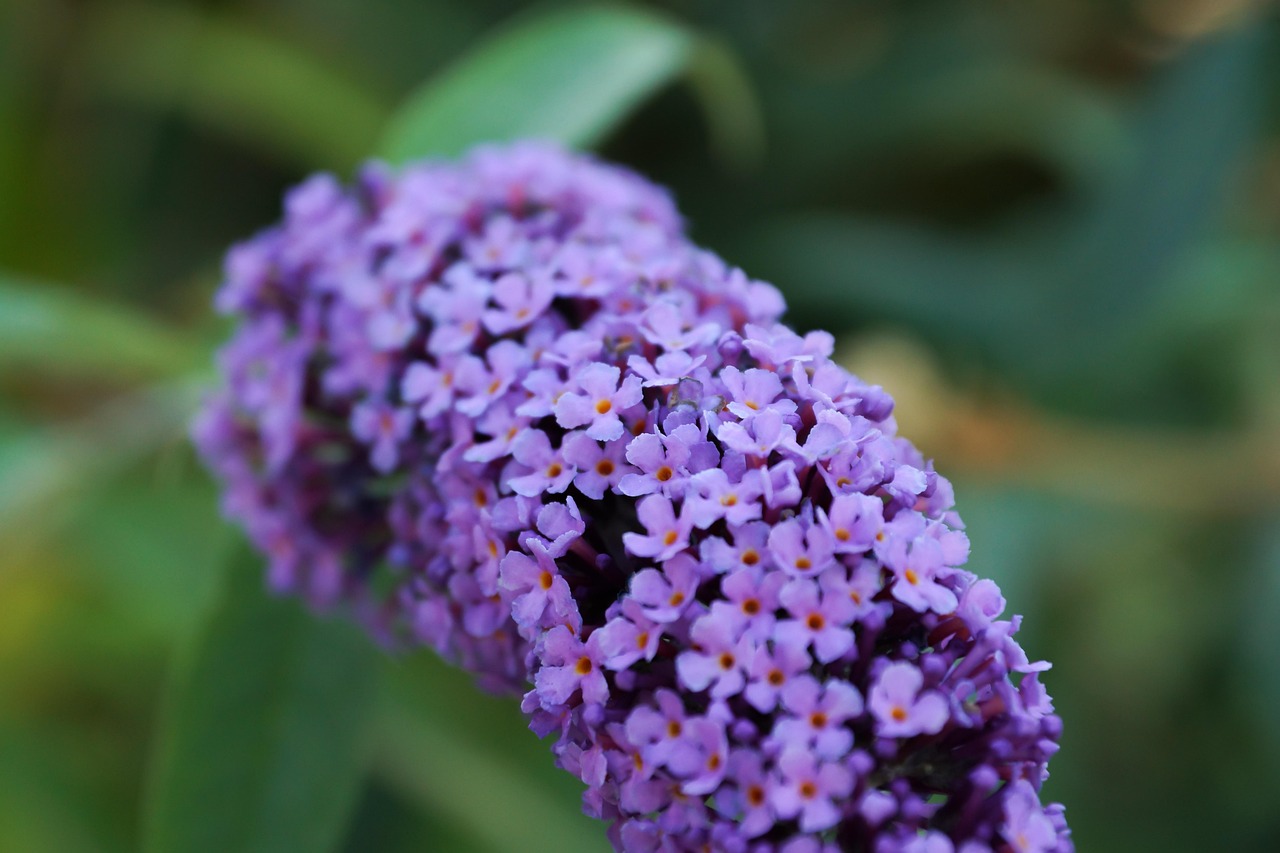 家中昙花开预示什么,家里昙花开了吉利吗 家中昙花开预示什么,家里昙花开了吉利吗