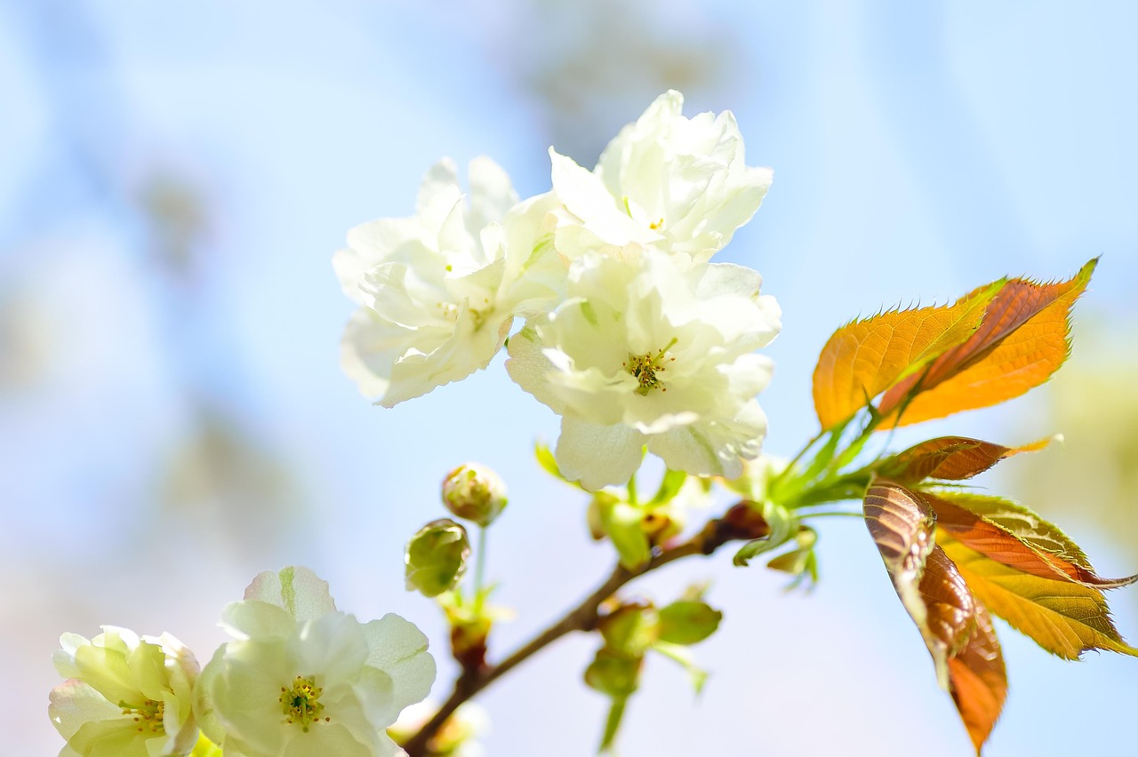 桃树和桃花树一样吗?,桃花和桃树是一种树吗 桃树和桃花树一样吗?,桃花和桃树是一种树吗