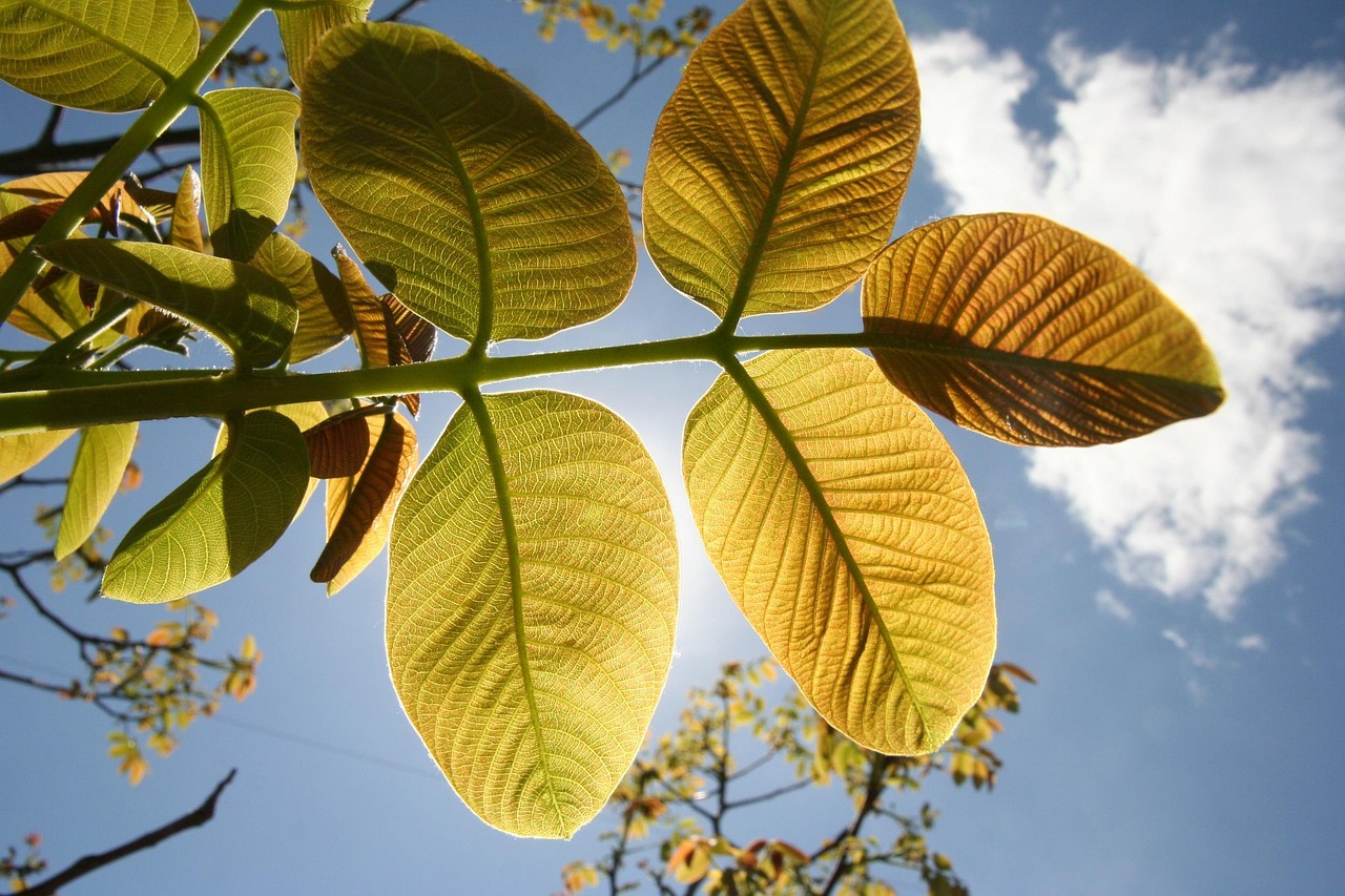 植物是怎么生长的小报〃植物生长过程手抄报可打印 植物是怎么生长的小报〃植物生长过程手抄报可打印