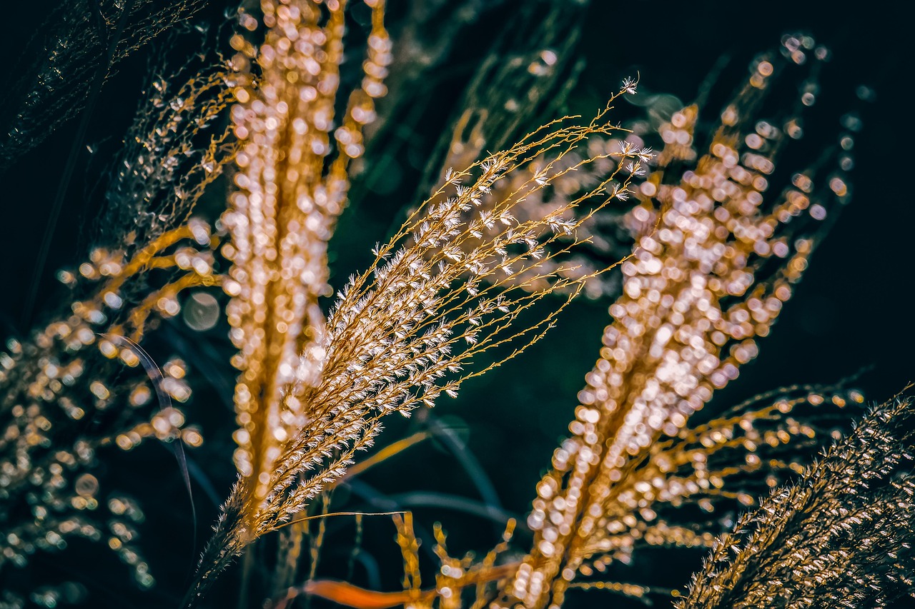 描写萤火虫的古诗,关于萤火虫的诗词