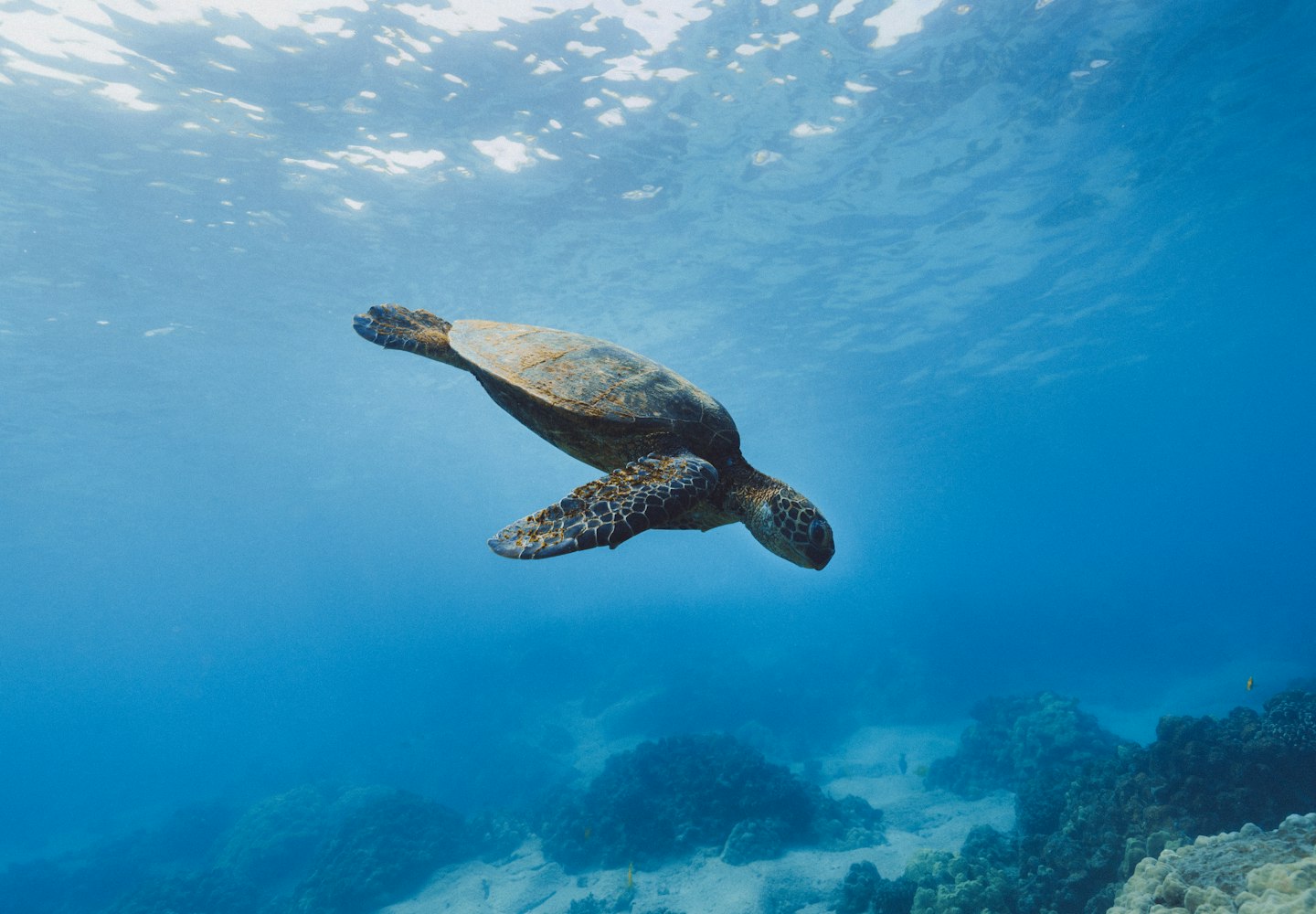我想知道有关特别海洋生物-急!!!!!!!!!!〃有特点的海洋动物 我想知道有关特别海洋生物-急!!!!!!!!!!〃有特点的海洋动物