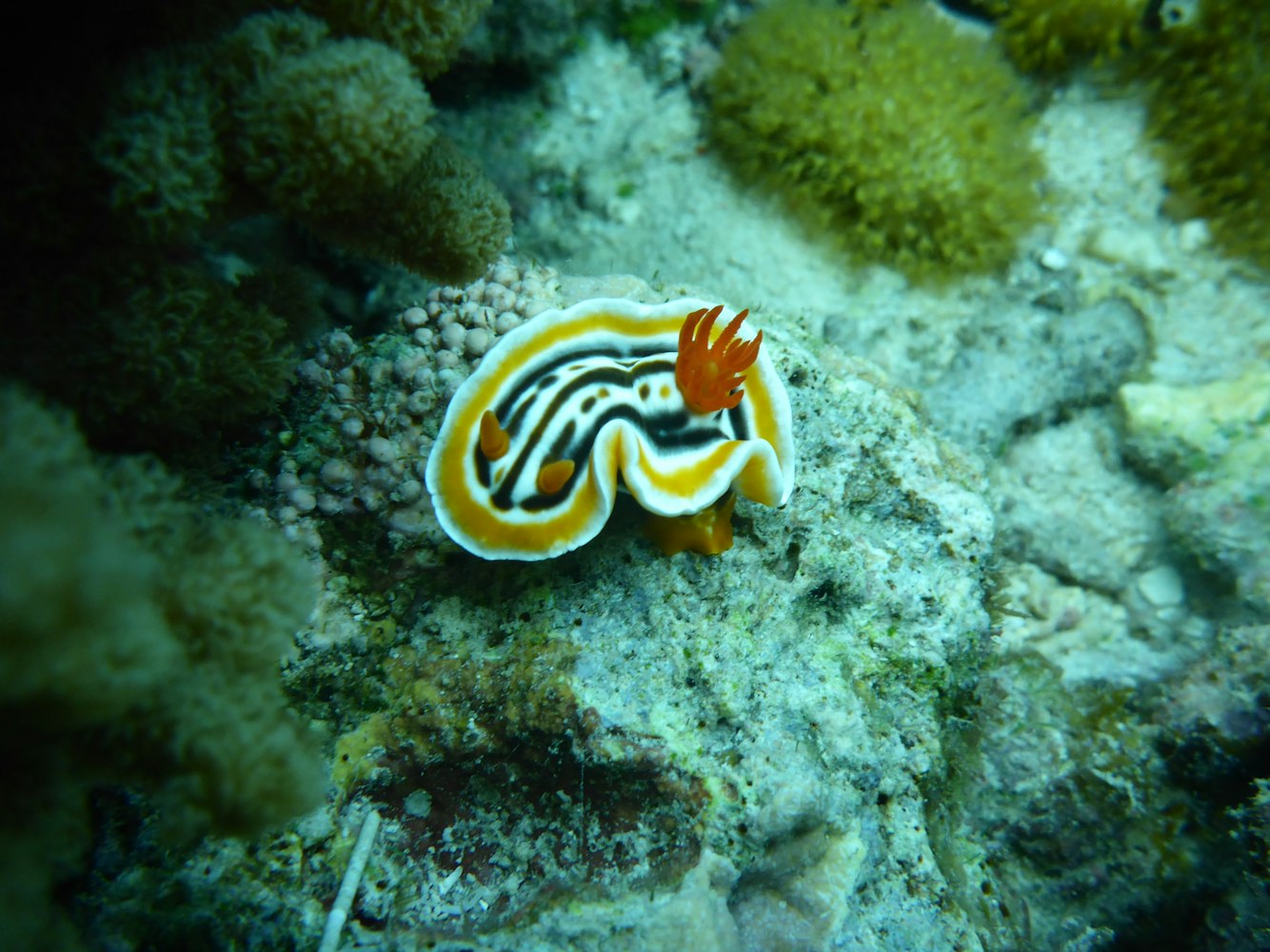 我想知道有关特别海洋生物-急!!!!!!!!!!〃有特点的海洋动物 我想知道有关特别海洋生物-急!!!!!!!!!!〃有特点的海洋动物