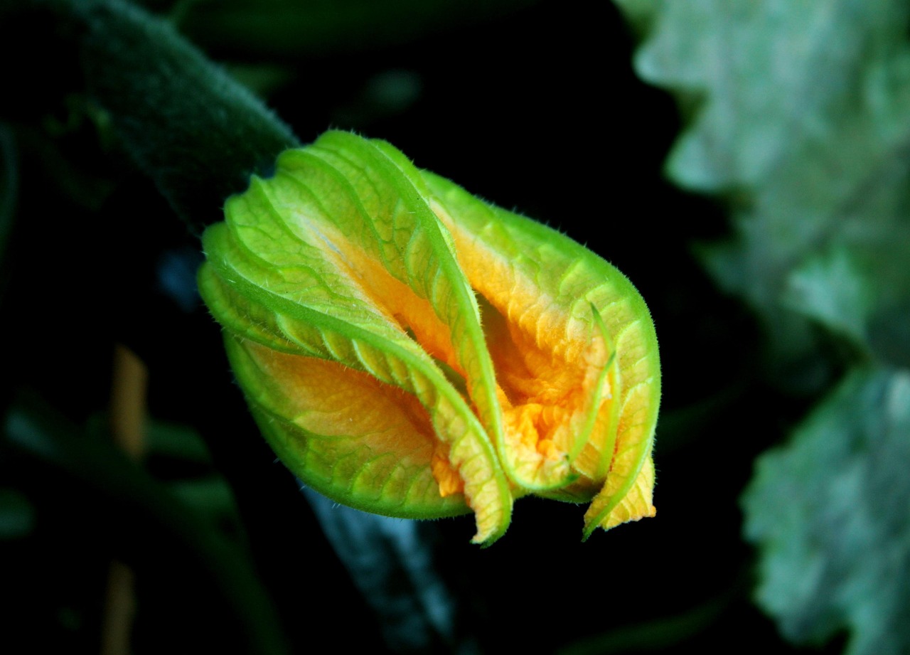 【花生芽菜要怎么种植花生芽菜种植方法/花生芽苗菜如何种植】 【花生芽菜要怎么种植花生芽菜种植方法/花生芽苗菜如何种植】