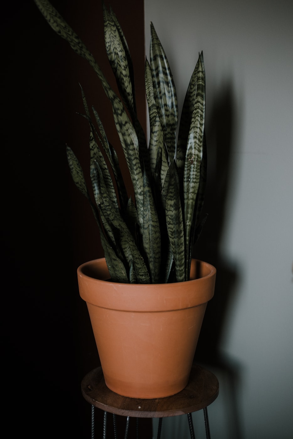 适合水培的室内植物有哪些〃特别适合水培的植物