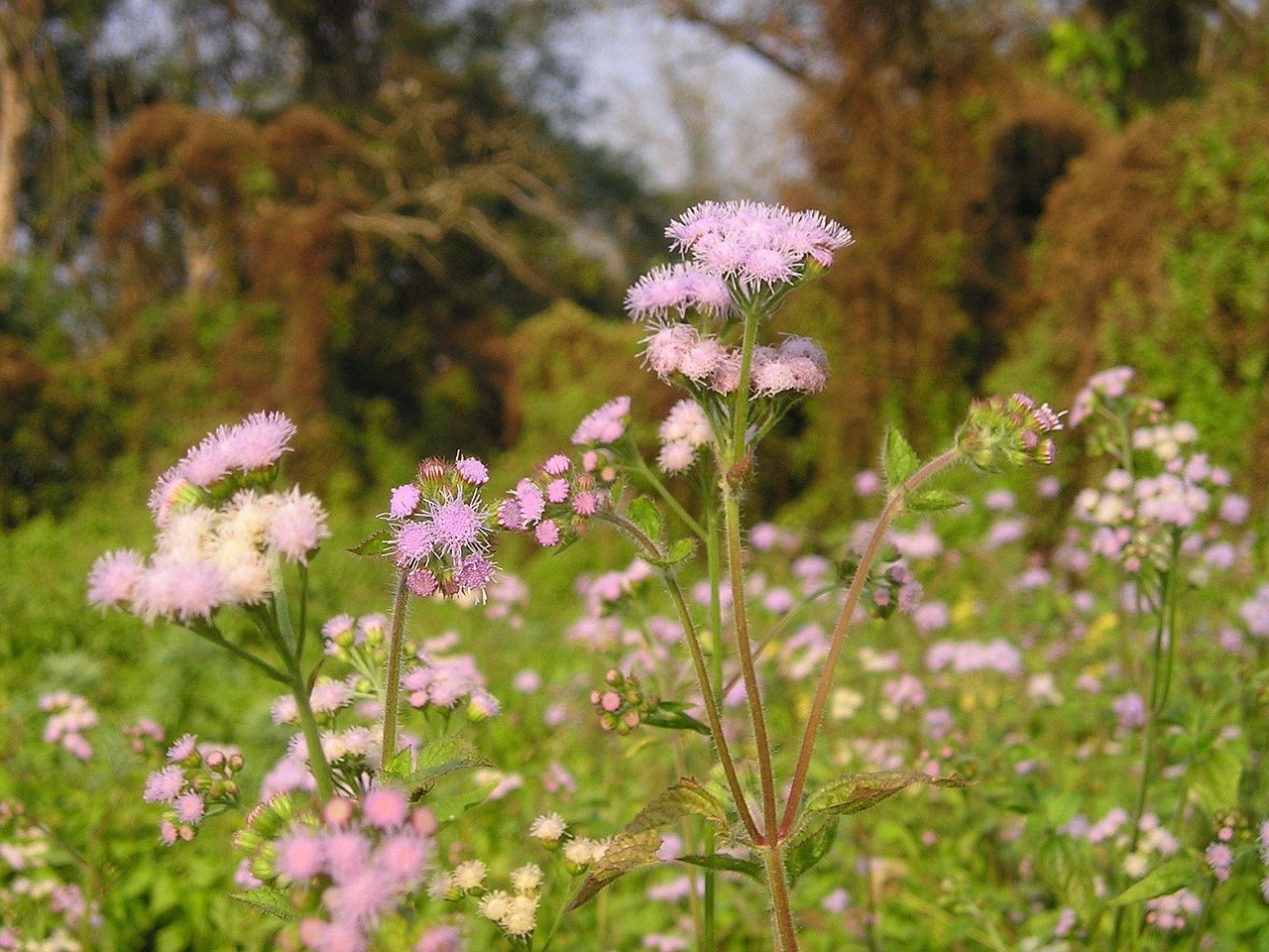 「特殊的花有哪些」〃14油耗投多少钱一公里 「特殊的花有哪些」〃14油耗投多少钱一公里
