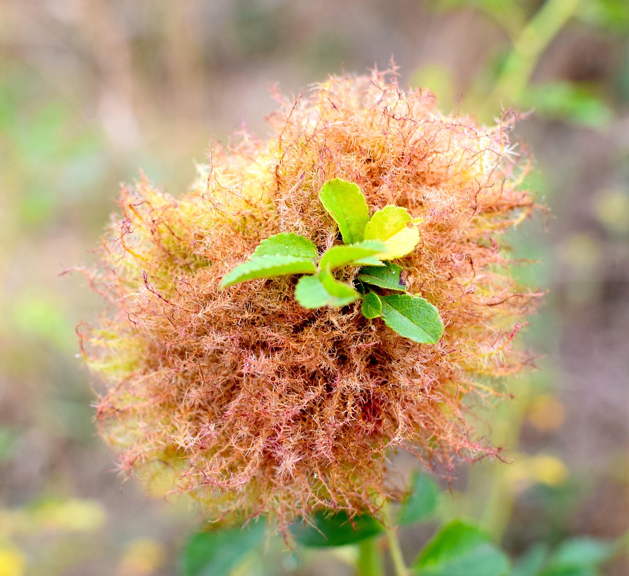 【重点保护野生植物的等级是如何确定的-/国家重点保护野生植物名录有哪些】 【重点保护野生植物的等级是如何确定的-/国家重点保护野生植物名录有哪些】