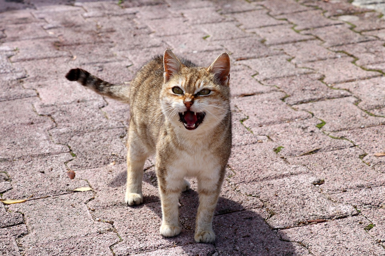 「哪种猫比较好养」〃哪种猫比较好养不掉毛 「哪种猫比较好养」〃哪种猫比较好养不掉毛
