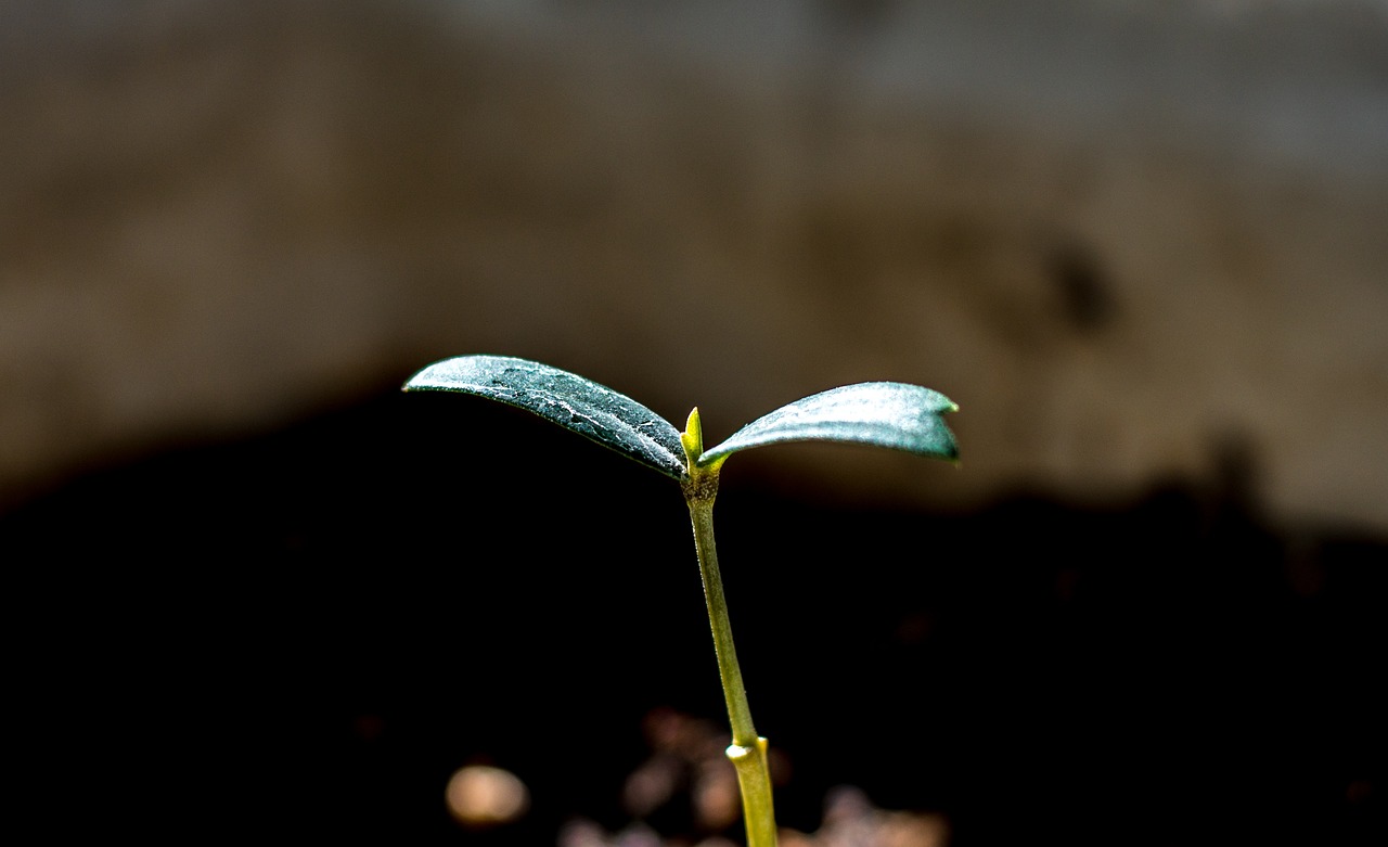 什么植物2到3天发芽快-.什么植物2天就能发芽 什么植物2到3天发芽快-.什么植物2天就能发芽