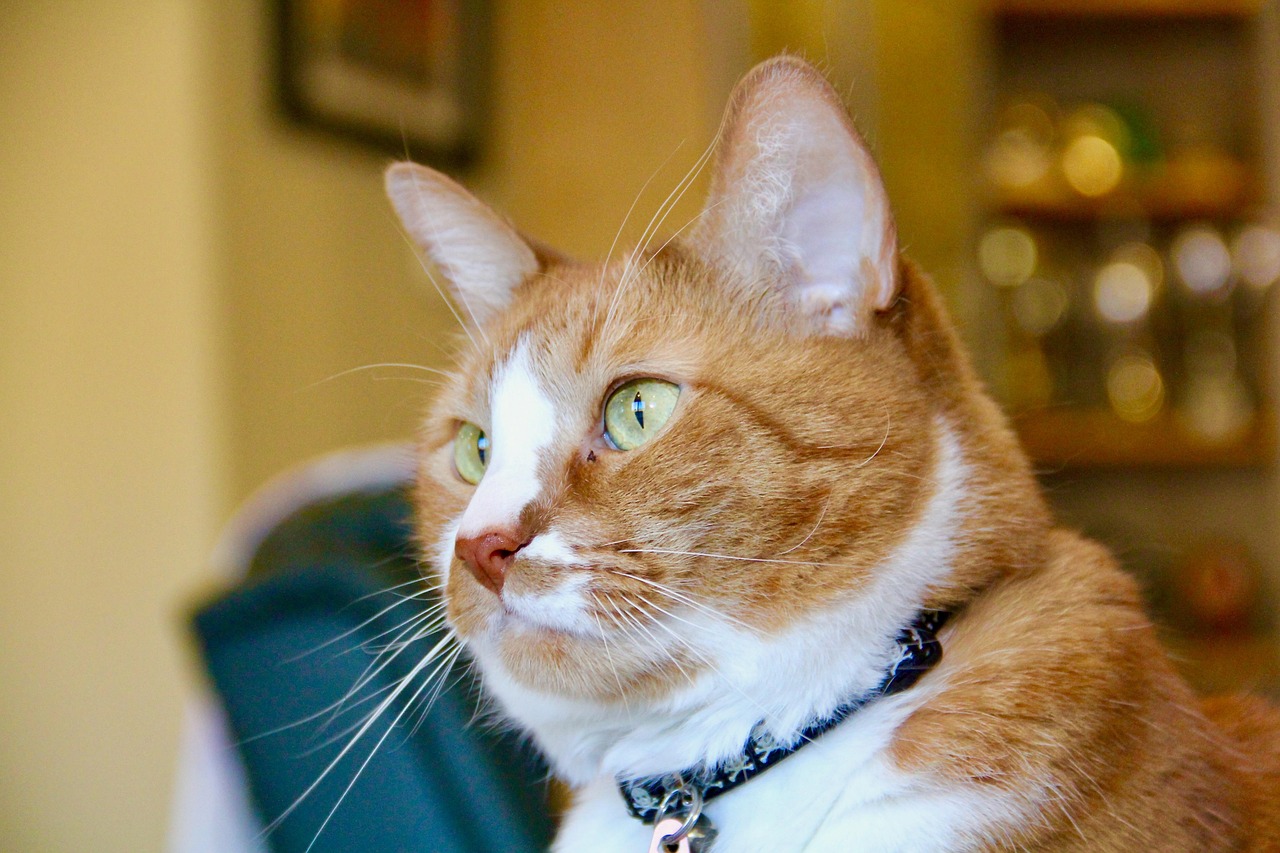 朋友圈晒猫的搞笑句子.朋友圈晒猫幽默短句