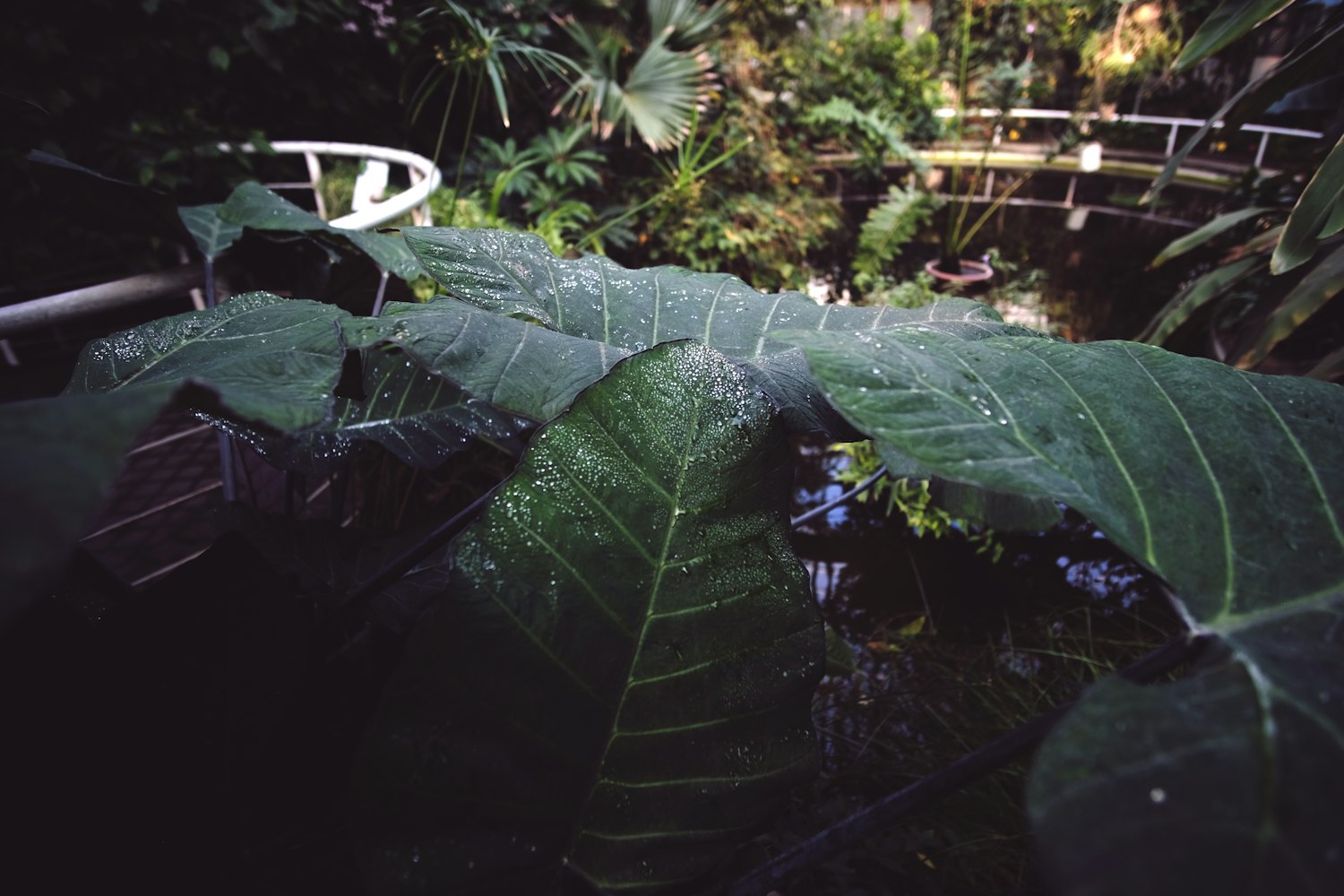 合肥植物园几点开门和关门时间.合肥植物园赏花时间表 合肥植物园几点开门和关门时间.合肥植物园赏花时间表