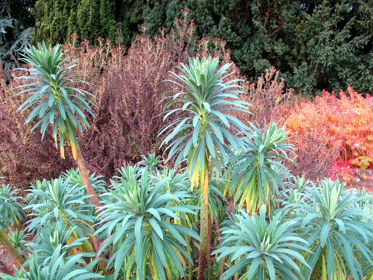 植物园里都有哪些植物呀?-植物园里都有哪些植物呀图片 植物园里都有哪些植物呀?-植物园里都有哪些植物呀图片