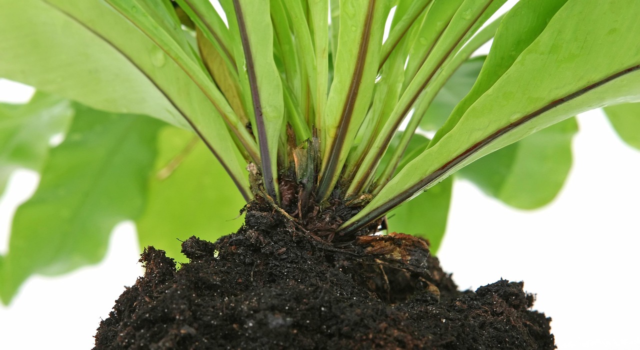 四下科学植物的生长变化试题〃四下科学植物的生长变化试题及答案