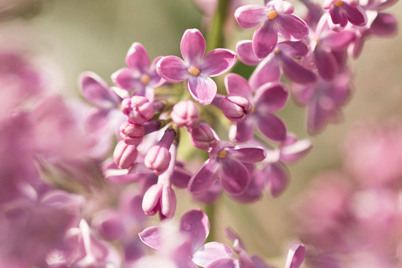 丁香花的资料？〃丁香花的资料大全简介