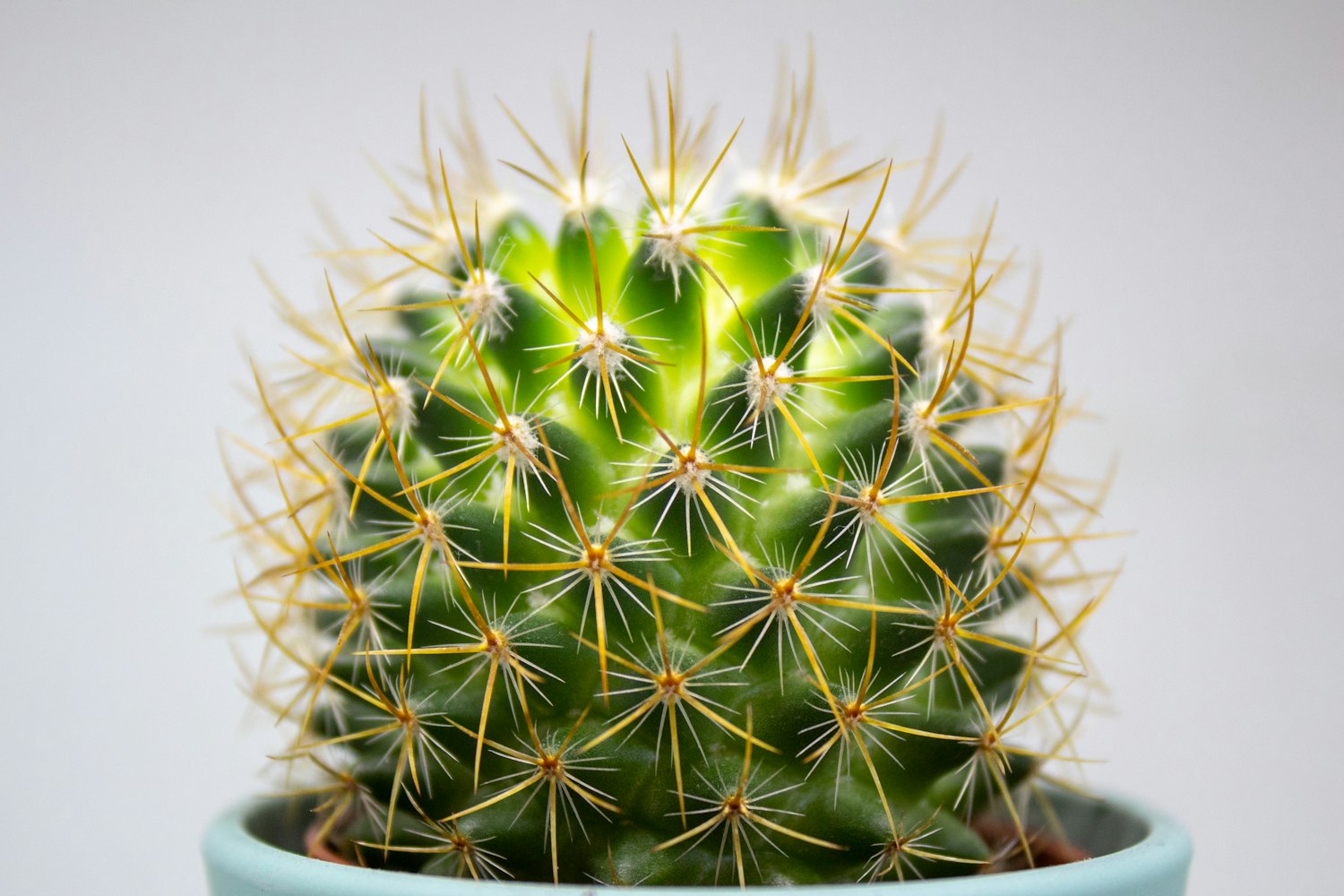 【仙人球花属于昙花的种类吗/昙花和仙人球花很像】