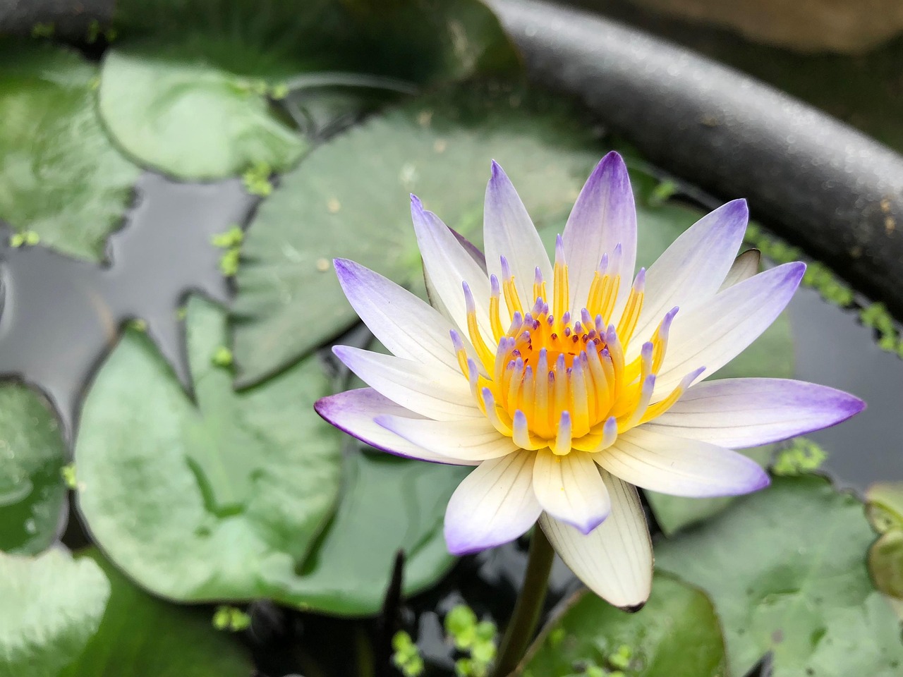 常见水生植物有哪些(盘点十种常见的野生水草)〃常见的水生植物有哪几种 常见水生植物有哪些(盘点十种常见的野生水草)〃常见的水生植物有哪几种